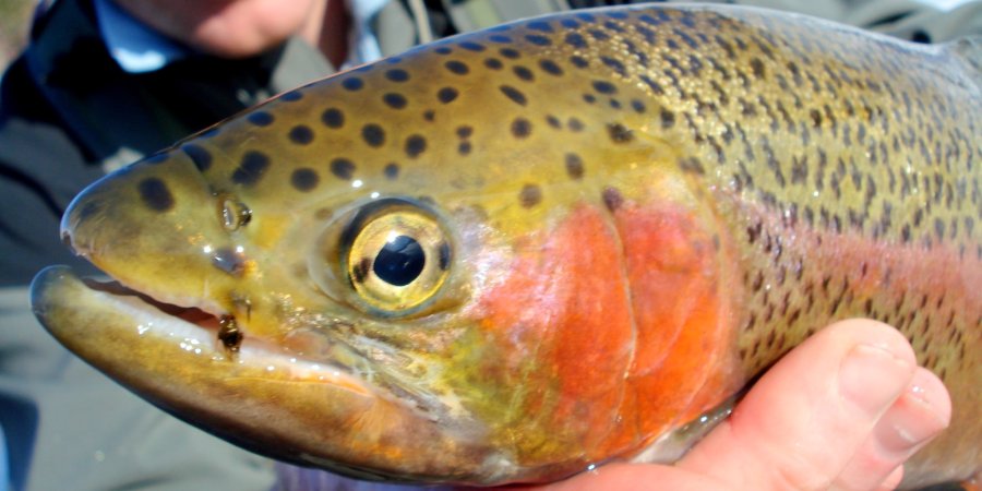 Close-up of a vibrant rainbow trout caught during a beginner-friendly fly fishing experience in Coeur d’Alene, Idaho